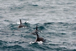 three dusky dolphins
