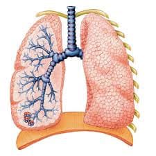 lunger og mellemgulv